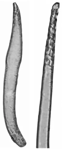 Figura 3 - Righiodrilus andake. A. Nefrídio del segmento 18. B. Aparato genital  (PG: Parte glandular de la glándula calcífera, PM: Parte membranosa de la  glándula  calcífera