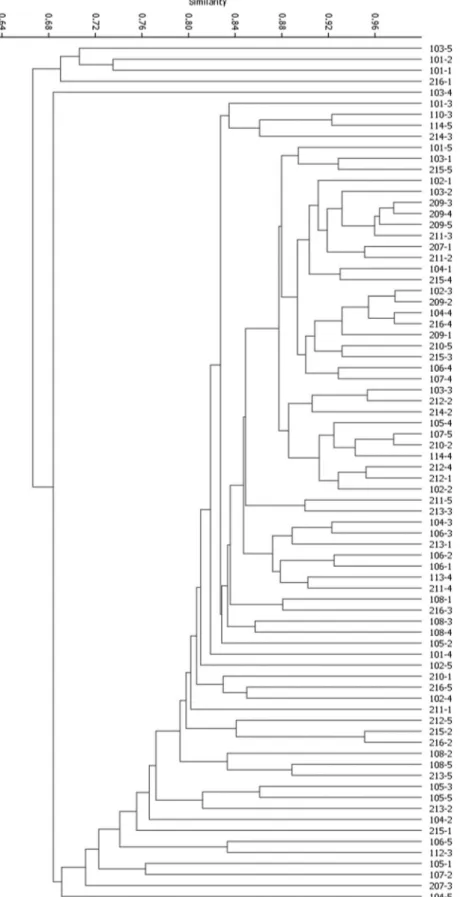 Figure 2. Cluster analysis of 78 accessions of bacurizeiro (Platonia insignis) based on 49 ISSR markers