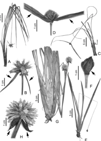 Figure 2. Novel occurrences of Rapateaceae in Rondônia state, Brazil. A-B. 