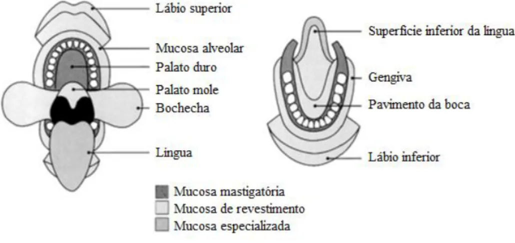 Figura 2 - Representação esquemática da distribuição e extensão das diferentes classes  de mucosa oral