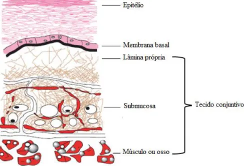 Figura 3 - Representação esquemática da histologia da mucosa oral. Adaptado de Patel  et al