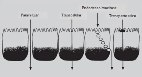 Figura  4  -  Mecanismos  de  transporte  de  fármacos  através  do  epitélio  da  mucosa  oral