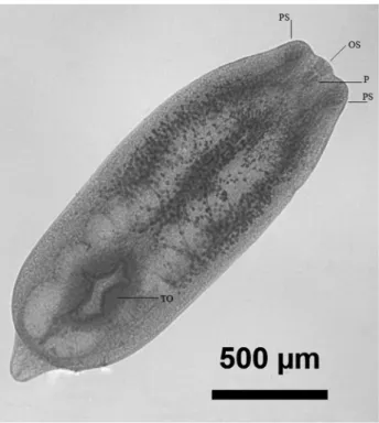 Figure 1. Austrodiplostomum compactum (Diplostomidae) metacercaria found  in an eye of Plagioscion squamosissimus (Scianidae) from Lago Catalão  (Brazilian Amazon)