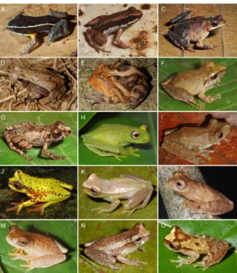 Figure 2. Photos of some of the species found in the Floresta Nacional de Pau-Rosa, municipality of Maués, state of Amazonas, Brazil