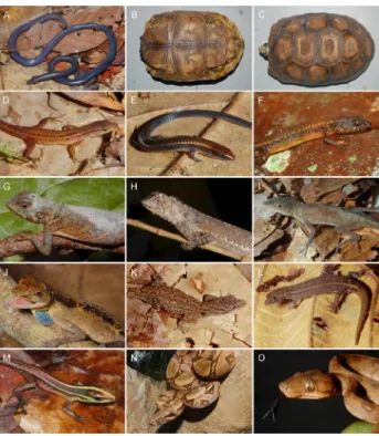 Figure 5. Photos of some of the species found in the Floresta Nacional de  Pau-Rosa, municipality of Maués, state of Amazonas, Brazil