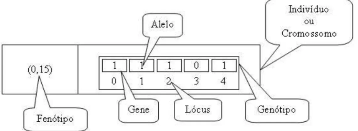 Fig. 2.3: Representação gráfica dos termos básicos para Algoritmos Genéticos: o valor 0,15 corres- corres-ponde à decodificação de 11101.