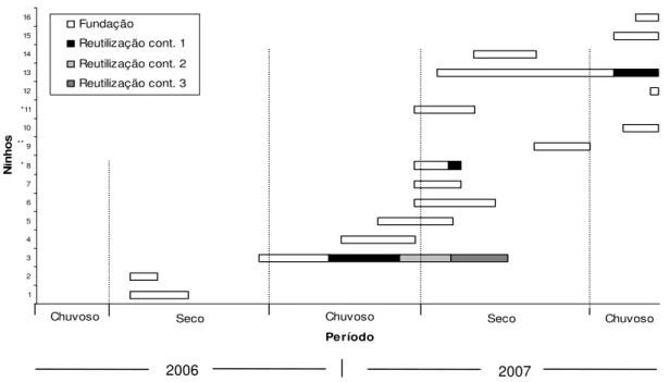 FIGURA 5. Longevidade dos ninhos de Xylocopa spp. originados em gomos de bambu,  no rancho da EEP, Uberlândia-MG, de janeiro de 2006 a dezembro de 2007