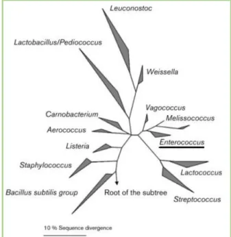 Figure  1.  Phylogenetic  dendrogram  of  Gram- Gram-positive genera and Enterococcus position by 16S  rRNA (retrieved from Fisher &amp; Phillips (2009)).