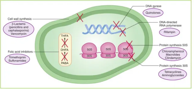 Figure 2. The four main mechanisms through which antibiotics act on the bacterial cell