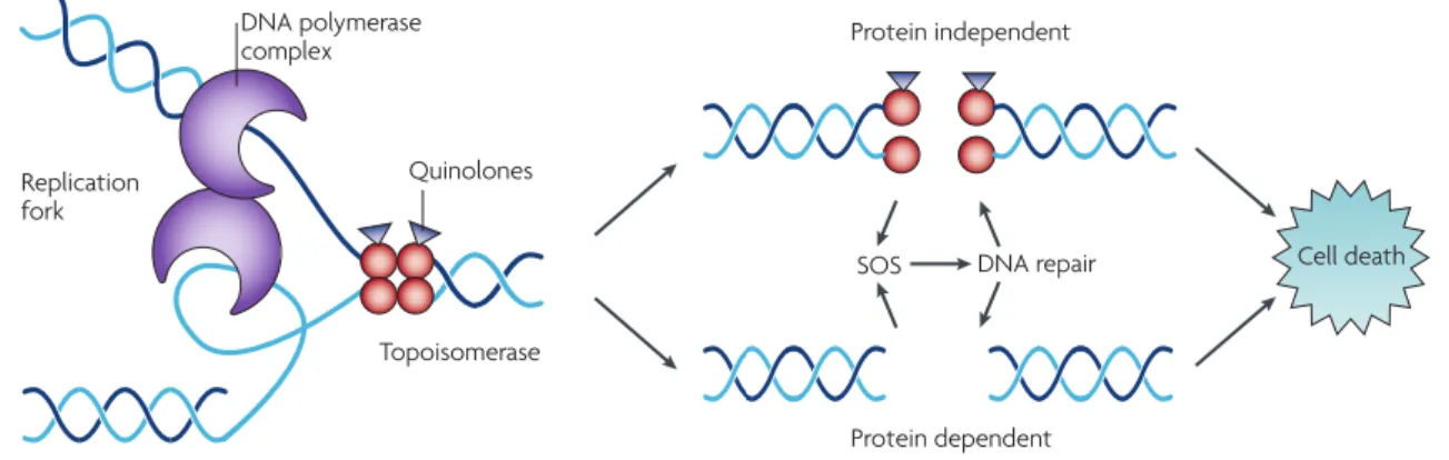 Figure 6. Quinolone target on the bacterial cell and its cell death effect (retrieved from  Kohanski et al.,  (2010))