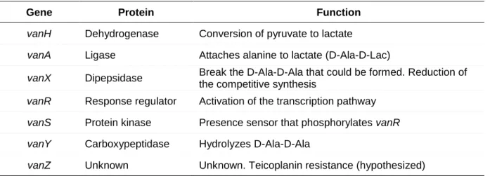 Table  4.  Function  and  resulting  protein  of  each  gene  included  in  the  vanA  operon  (Cetinkaya  et  al.,  2000; Woodford, 2001; Hill et al., 2010)