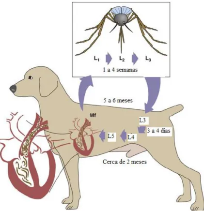 Figura 2- Ciclo de vida de D. Immitis no cão. L1 a L4 – estádios larvares; 