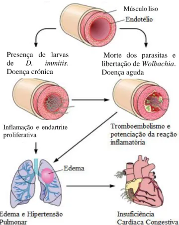 Figura  4  -  Fisiopatologia  da  dirofilariose  cardiopulmonar  no cão. Adaptado de Simón et al