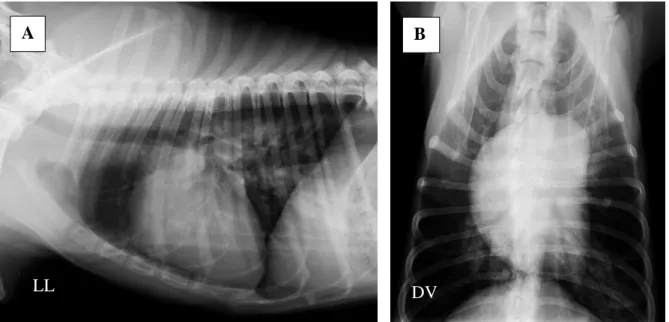Figura  8  -  A:  Radiografia  em  projeção  latero-lateral  (LL)  de  um  cão  sem  raça  definida,  de  7  anos,  com  dirofilariose  cardiopulmonar