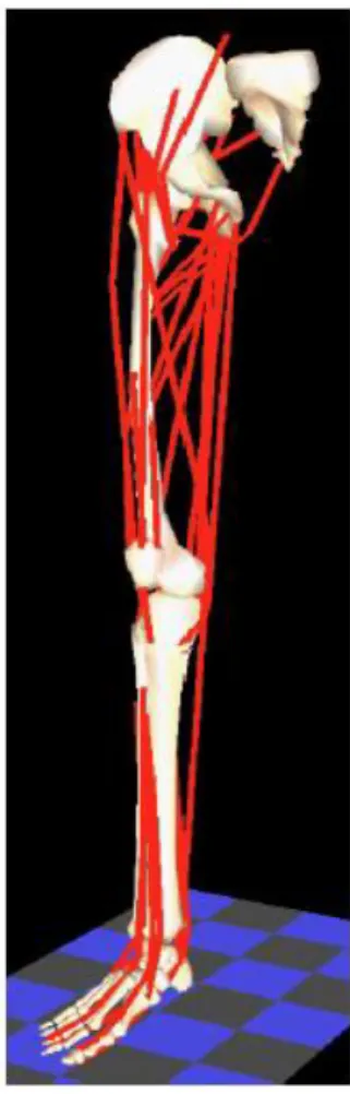 Figura 2.9: Modelo de membro inferior desenvolvido por Delp et al., 1990.