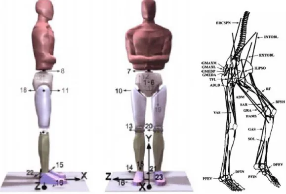 Figura 2.12: Vistas nos planos sagital e frontal, os respectivos graus de liberdade e alguns dos m´ usculos inclu´ıdos no modelo m´ usculo-esquel´etico usado por Anderson &amp; Pandy (2001)