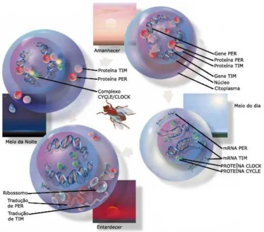 Figura 3.1: Ritmo Circadiano da Drosophila Melanogaster