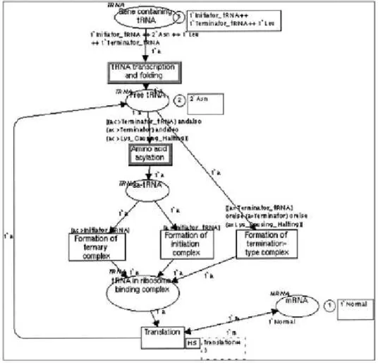 Figura 3.13: Rede de Petri Colorida - Transcri¸c˜ao de tRNA