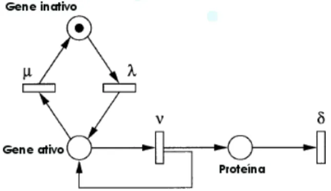 Figura 3.14: Rede de Petri Estoc´astica - S´ıntese de Prote´ına