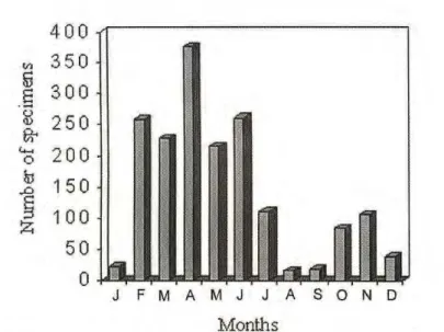 Figure 2. Frequency of euglossine bees collected at scent baits in Buriticupu-MA, in relation to  daily activity (from 06.00 A.M