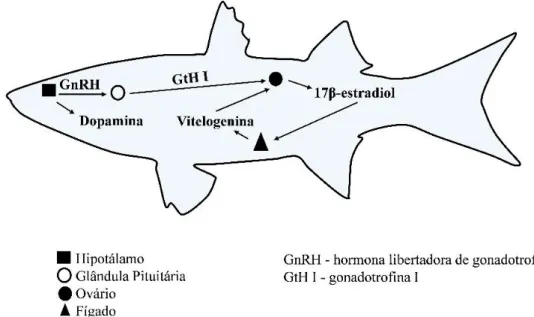 Figura  1.  Esquema  da  indução  de  vitelogenina  controlada  pelo  sistema  endócrino  em  peixes  fêmea  (adaptado de: http://mn.water.usgs.gov/projects/CED/summary.html)