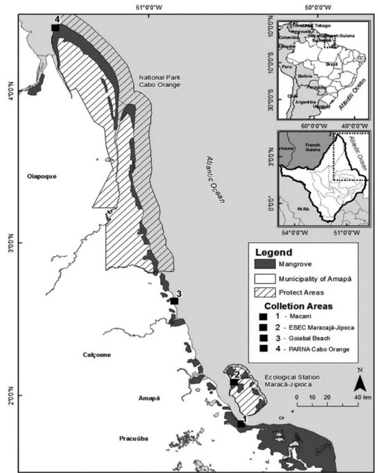 Figure 1 - Municipalities in the State of Amapá (Amapá, Calçoene and Oiapoque)  with occurrence of the crab Ucides cordatus, showing the mangroves,  protected areas (Cabo Orange National Park and Maracá-Jipioca Ecological Station) and collection areas.