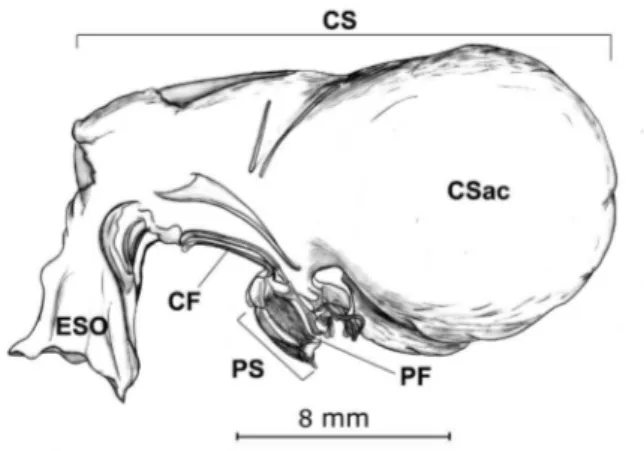 Figure 5 - Stomach’s lateral view of Macrobrachium carcinus specimens  sampled in the Amazon River estuary from January 2009 to January 2010