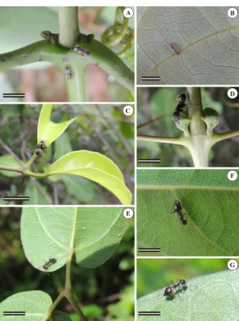 Figure 1. Ants foraging leaflet blade, petioles and prophylls of axillary buds. 