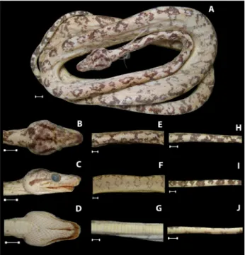 Table 1. Distribution of morphotypes (M) of Corallus hortulanus present in interfluves in the South of Amazon River, Brazil