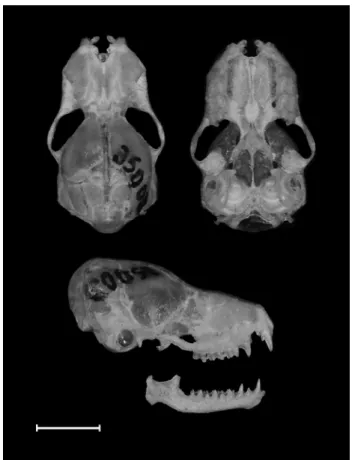 Figure 2. Dorsal, ventral and lateral views of the skull and a lateral view of the  mandible of Centronycteris maximiliani (MZUSP 35003)