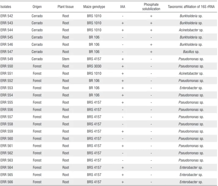 Table 1. Origin, feature of plant-growth promotion and genotypic characterization of diazotrophic bacteria isolated from maize in the Amazon region, Roraima  state, Brazil