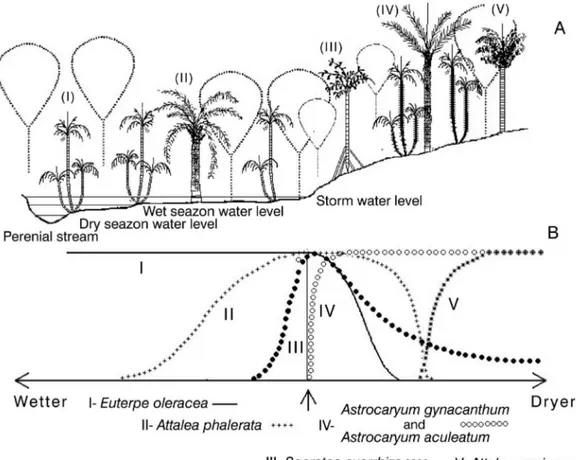 Figure 4. Palm community transitions along a floodplain- terra firme topographic gradient from the most flood-tolerant to those found at greater distances of  the stream, in the Xingu river basin
