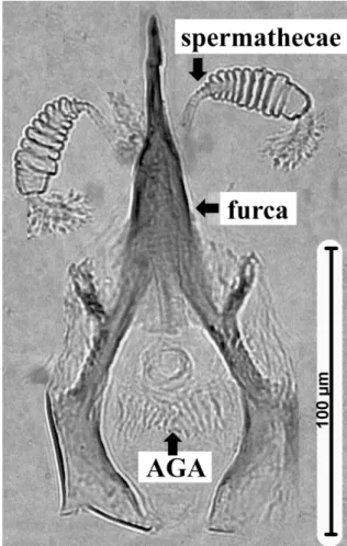 Figure 1. Spermatecae and furca of Lutzomyia flaviscutellata. AGA - Armature  in genital atrium, µm – micrometer.