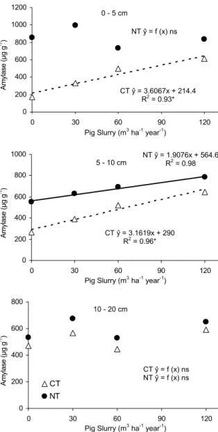 Figure 2. Cellulase activity as affected by the application of pig  slurry under different soil tillage systems