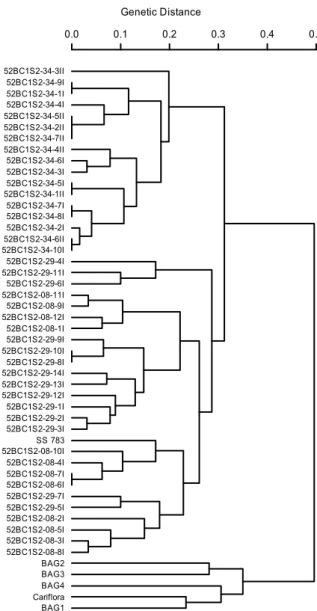 Figure 2. UPGMA dendrogram based on the analysis of 49  papaya genotypes using the Kosman and Leonard (2005) distance