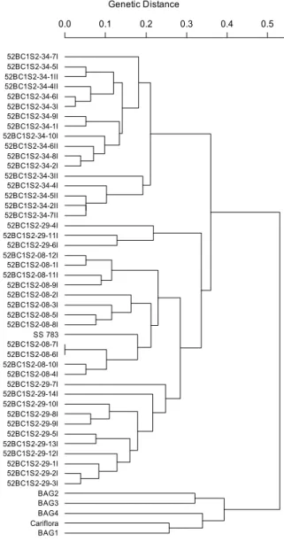 Figure 4. Projection of distances in the plane, considering 49  papaya genotypes using the Smouse and Pekall (1999)  dissimilarity coefficient, the Kosman and Leonard (2005)  dissimilarity coefficient ad the Weighted Index (CRUZ, 2008)