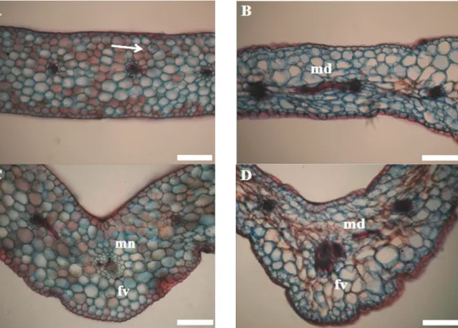 Figure 2. Cross-sections of native orchid leaves in the presence (A and C) and absence (B and D) of silicon