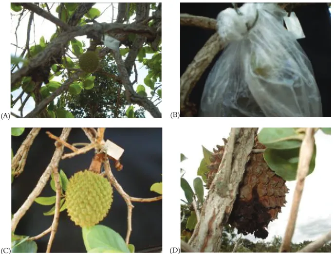 Figure 2. Fruit less than two cm in diameter (A); bagged fruit (B); undamaged fruit (bagged fruit) (C), and damaged fruit (not bagged fruit) (D)