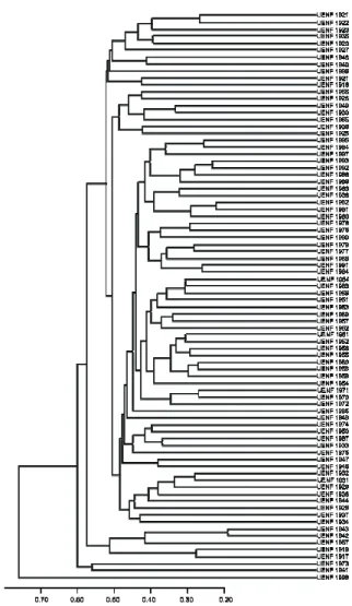 Figure 1. Dendrogram obtained with UPGMA from the Jaccard  dissimilarity matrix of 81 accessions of sweet potato and one of  Ipomoea pes-caprae (UENF 1998), based on 145 polymorphic and  five monomorphic RAPD markers
