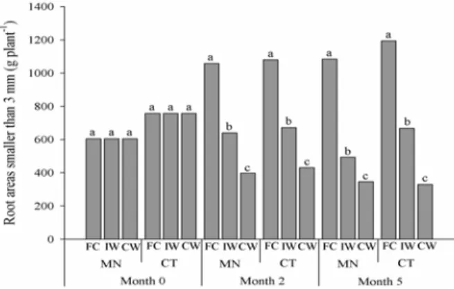 Figure 7. Roots with areas of less than 3 mm for both the Mundo  Novo (MN) and Catuaí (CT) coffee cultivars were subjected to  these three conditions of water availability in the substrate: field  capacity (FC), intermittent waterlogging (IW) and continuou