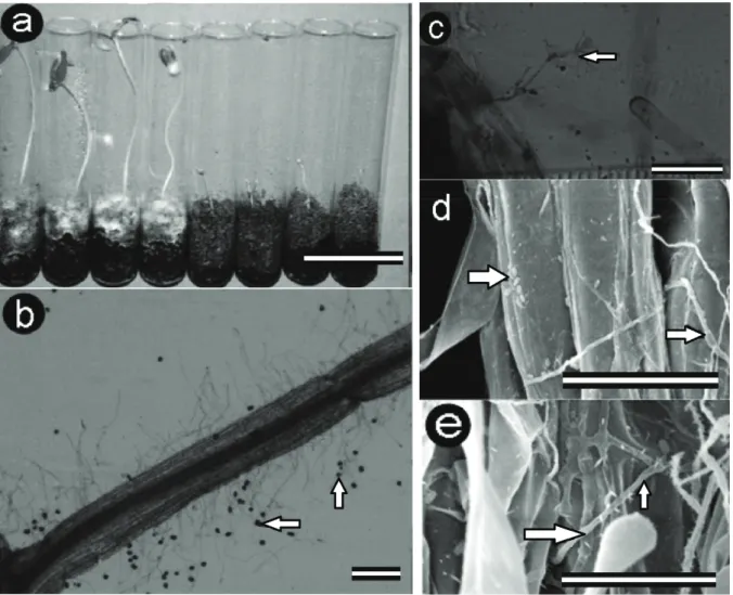Figure 1. Tomato seedlings grown on a coconut fiber substrate infested with P. chlamydosporia var