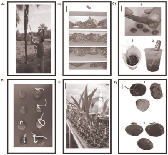 Figure 1. The harvesting, extraction, scarification and germination of macaw palm [Acrocomia aculeata (Jacq.) Loddiges ex Mart.] seeds and  seeds that died