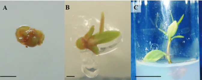 Figure 5. Hancornia speciosa shoot tips after cryopreservation by the droplet vitrification technique