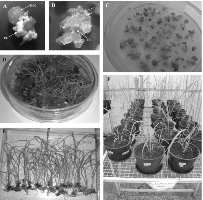 Figure 4. Plant regeneration of the sugarcane cultivar RB855156 via somatic embryogenesis