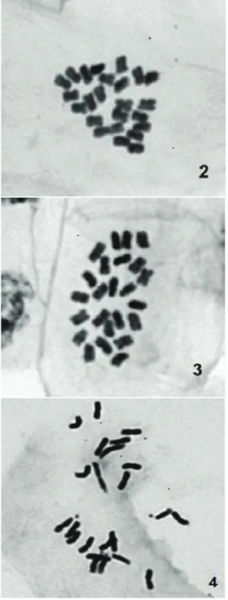 Figure 1. (1) Metaphasic chromosomes of C. annuum (BGC 39) (2)  Metaphasic chromosome of C