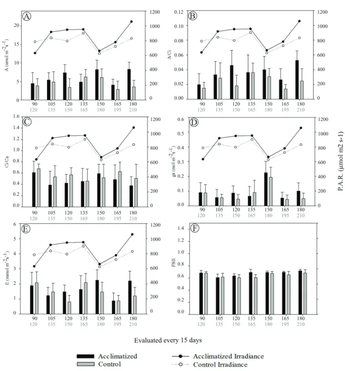 Figure 4. Gas exchange and fluorescence in acclimatized and conventionally propagated torch ginger plants