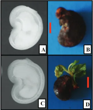 Figure 5. Achene of Anacardium othonianum Rizz. classified by  image analysis as full and without any internal damage (A) and  normal seedlings at the end of the emergence test (B)