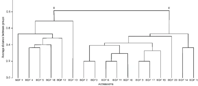 Figure 1. Dendrogram illustrating the dissimilarity pattern among the 17 common bean accessions via UPGMA hierarchical clustering,  based on a Jaccard distance matrix and validated by multidimensional scaling (MDS)