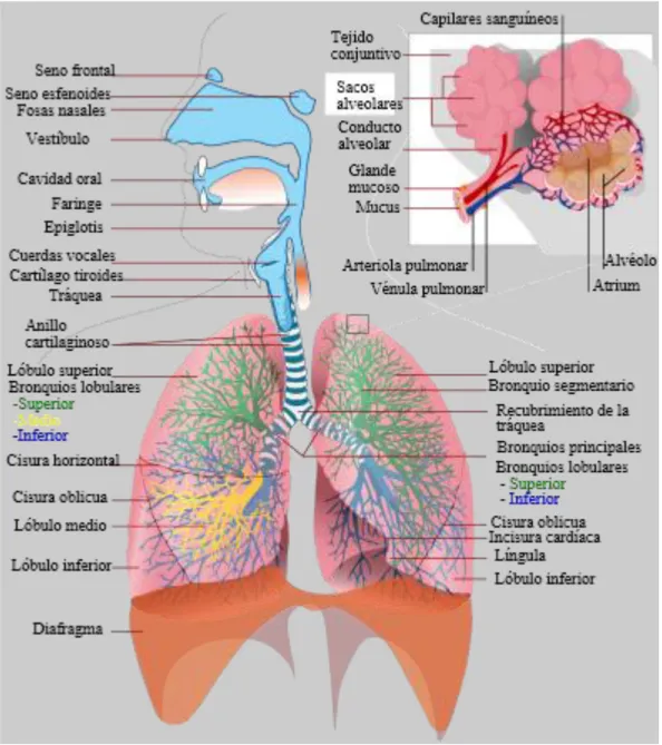 Figura 1 – O aparelho respiratório                        