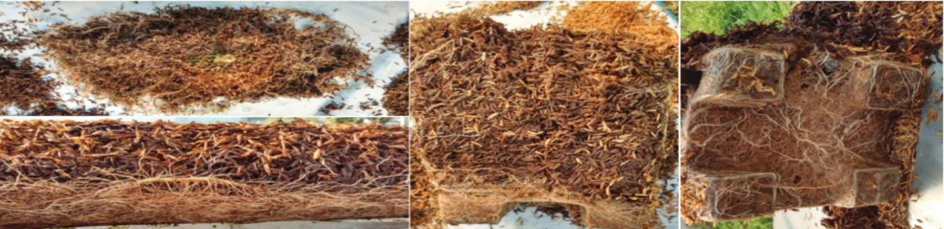 Figure 2.  Distribution of the roots of mini tomato plants in raw rice husk substrate removed from the trough (A) and pot (B) cultivation  systems